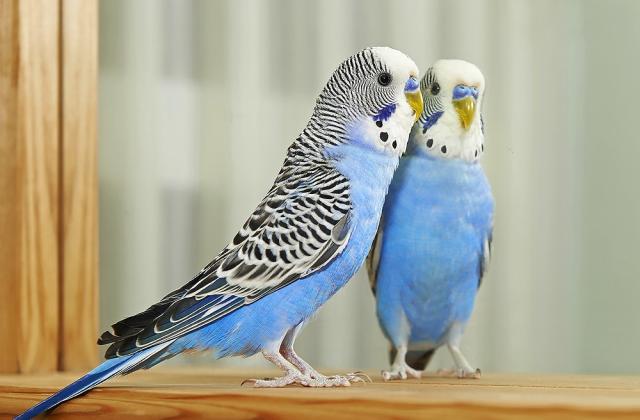 For Birds